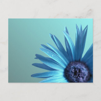 Painted Daisy Postcard