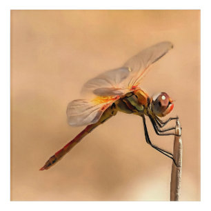 Painted Dragonfly Isolated Against Ecru Acrylic Print