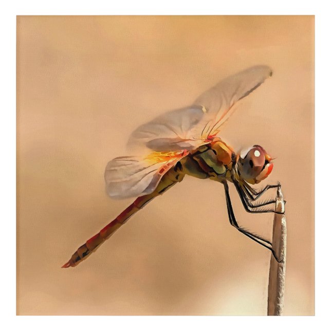 Painted Dragonfly Isolated Against Ecru Acrylic Print (Front)