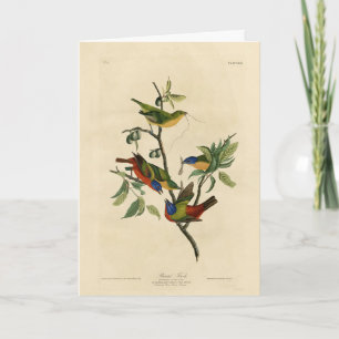 Painted Finch (Bunting) Audubon's Birds of America Card