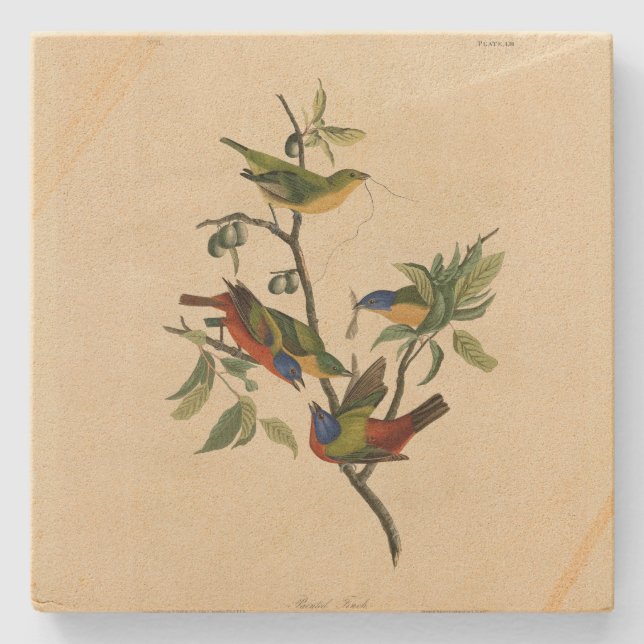 Painted Finch (Bunting) Audubon's Birds of America Stone Coaster (Front)