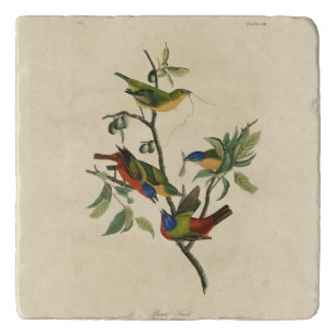 Painted Finch (Bunting) Audubon's Birds of America Trivet