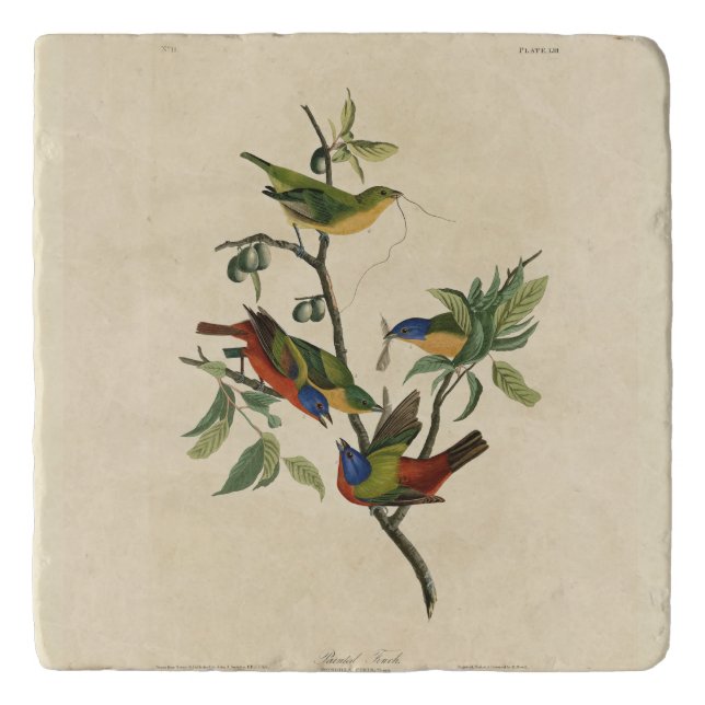 Painted Finch (Bunting) Audubon's Birds of America Trivet (Front)