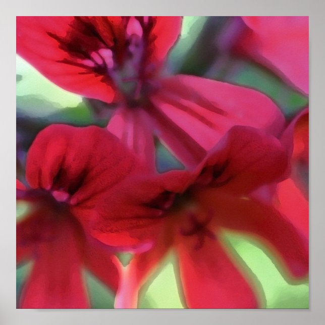 Painted Geranium Poster (Front)