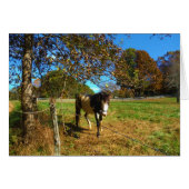 Painted Horse, (Front Horizontal)