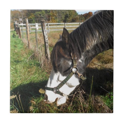 Painted Horse Eating Queen Ann Lace flower Ceramic Tile