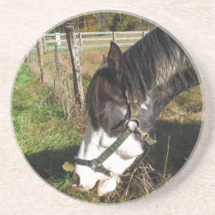 Painted Horse, Eating Queen Ann Lace flower Coaster