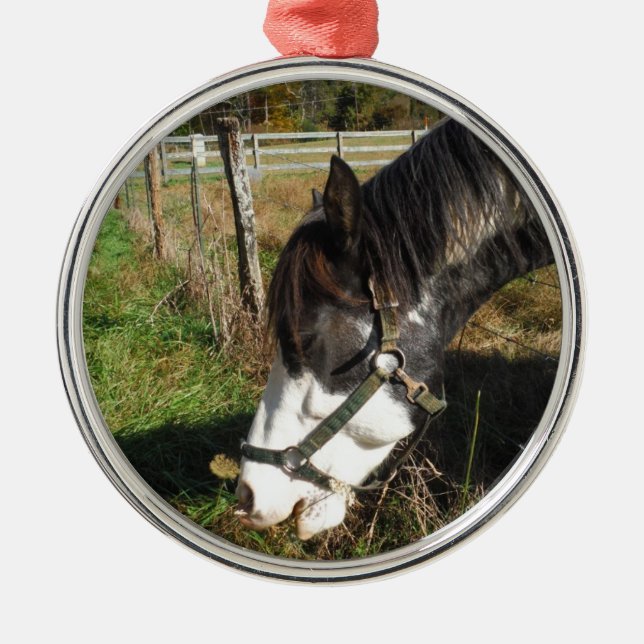 Painted Horse, Eating Queen Ann Lace flower Metal Ornament (Front)