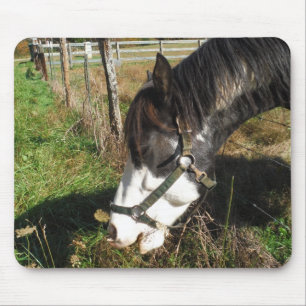 Painted Horse, Eating Queen Ann Lace flower Mouse Pad