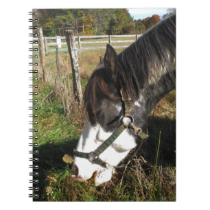 Painted Horse, Eating Queen Ann Lace flower Notebook