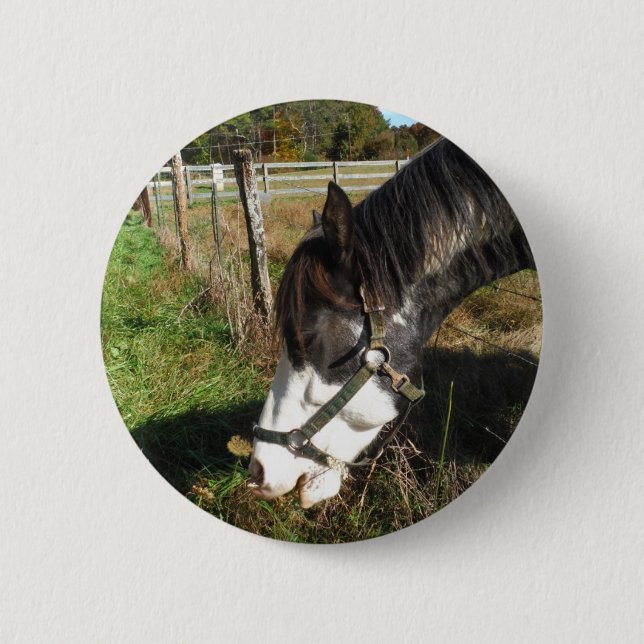 Painted Horse, Eating Queen Ann Lace flower Pinback Button (Front)