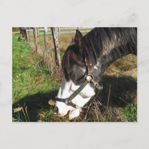 Painted Horse Eating Queen Ann Lace flower Postcard