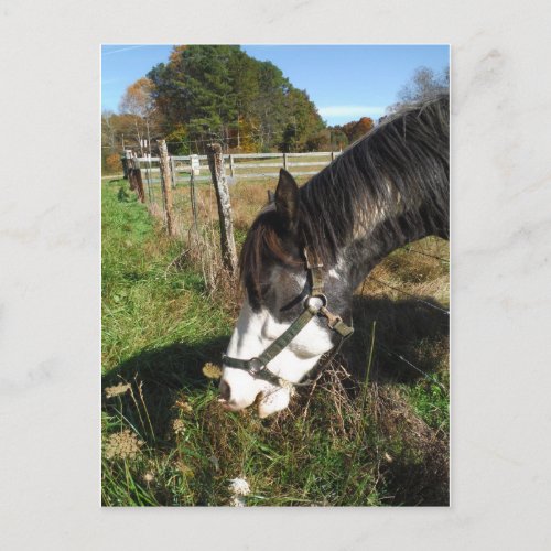 Painted Horse Eating Queen Ann Lace flower Postcard