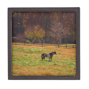 Painted Horse in the Distance Gift Box