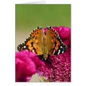 Painted Lady Butterfly (Front)