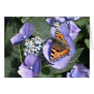Painted Lady Butterfly 1 Cards