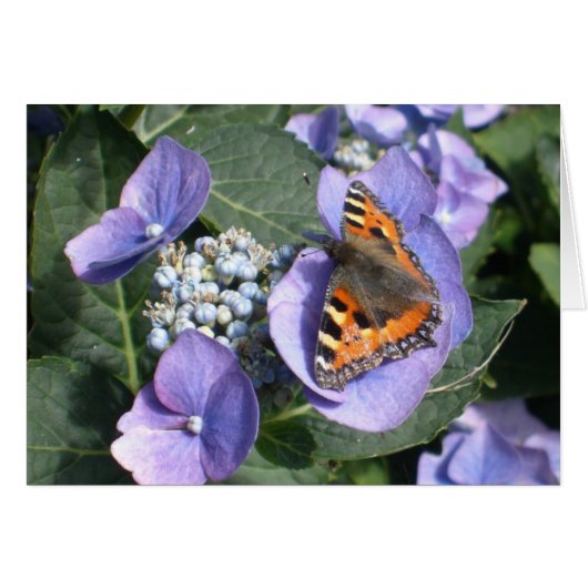 Painted Lady Butterfly 1 Cards (Front Horizontal)
