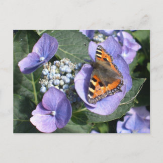 Painted Lady Butterfly 1 Postcard