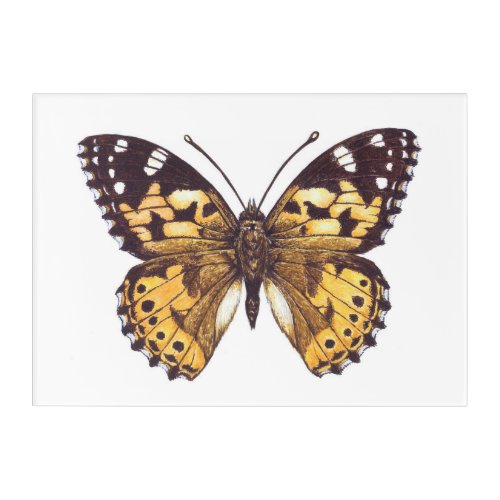 Painted lady butterfly acrylic print