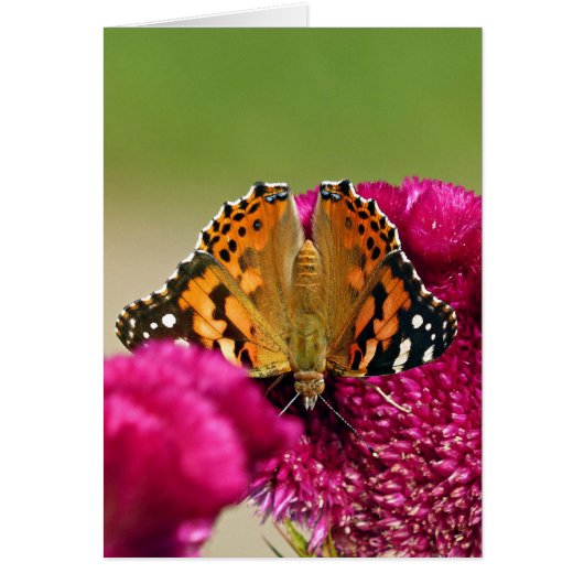 Painted Lady Butterfly Cards (Front)