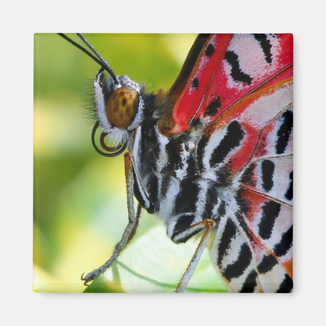 Painted Lady Butterfly Magnet (Front)