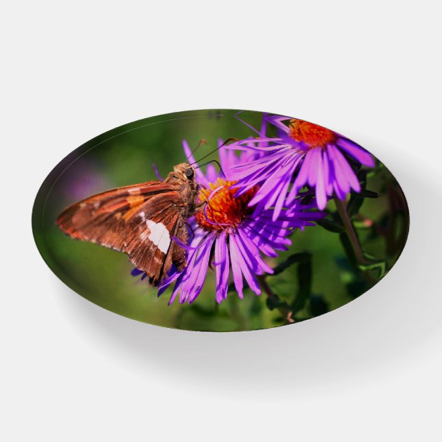 Painted Lady Butterfly On Wild Aster Flower   Paperweight (Front)