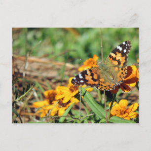 Painted Lady Butterfly on Zinnia Postcard