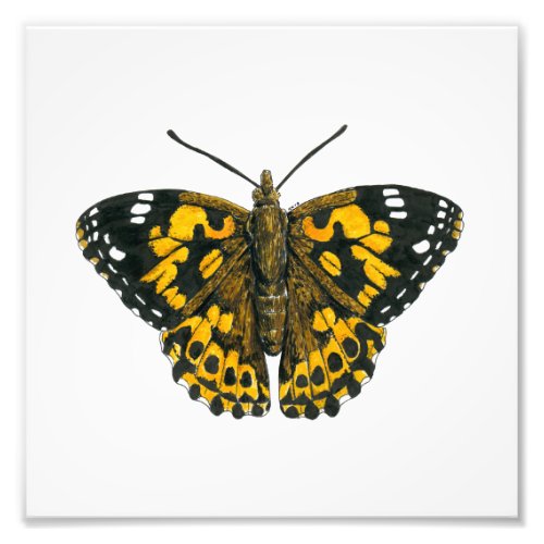 Painted lady butterfly photo print