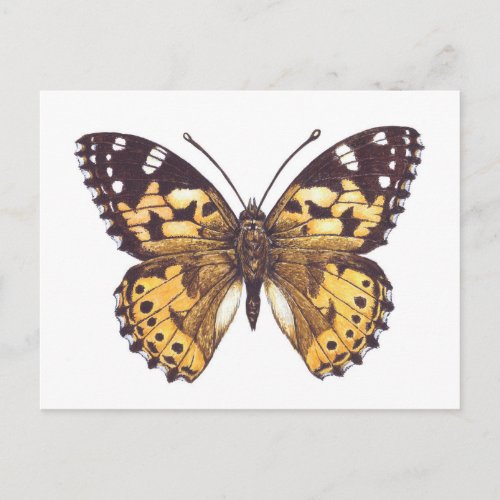 Painted lady butterfly postcard