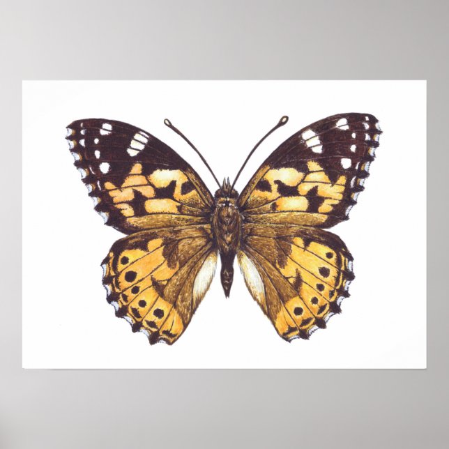 Painted lady butterfly poster (Front)