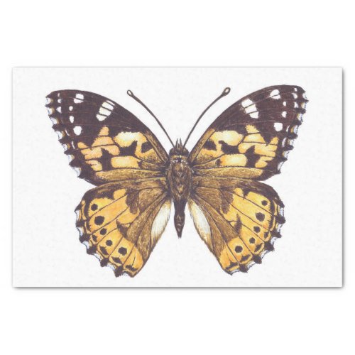 Painted lady butterfly tissue paper