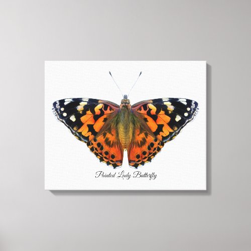 Painted Lady Butterfly Watercolor Painting Canvas 