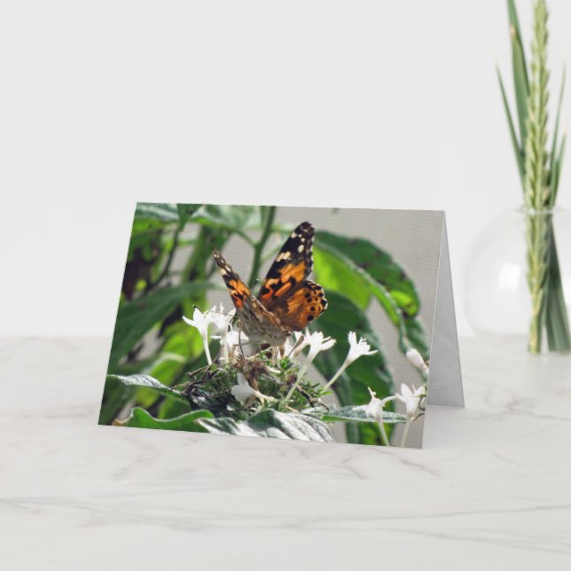 Painted Lady on Pentas Greeting Card (9862) (Front)