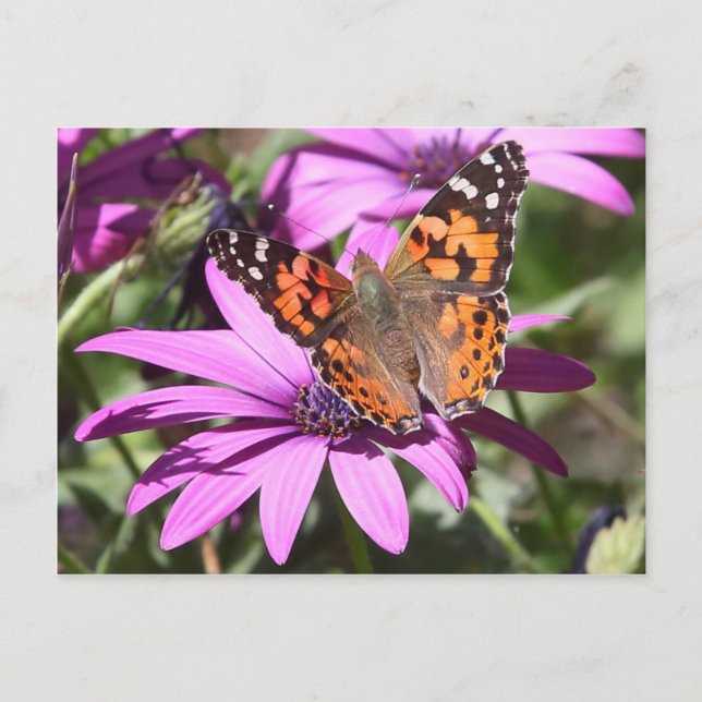 Painted Lady Postcard (Front)