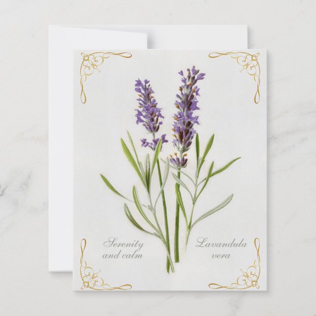 Painted Lavandula Vera Serenity and Calm (Front)