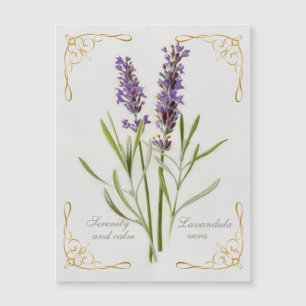 Painted Lavandula Vera Serenity and Calm