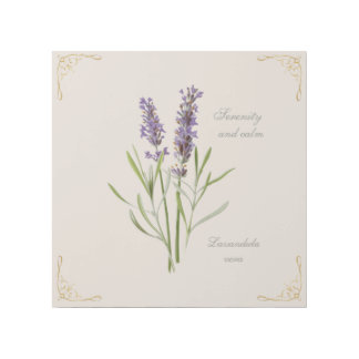 Painted Lavandula Vera Serenity and Calm Gallery Wrap