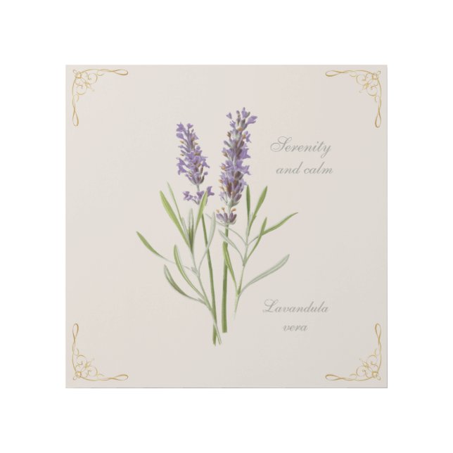 Painted Lavandula Vera Serenity and Calm Gallery Wrap (Front)