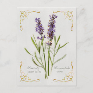 Painted Lavandula Vera Serenity and Calm Postcard