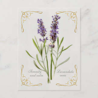 Painted Lavandula Vera Serenity and Calm Postcard