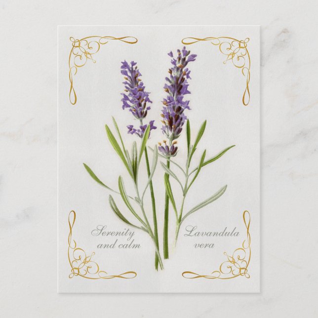 Painted Lavandula Vera Serenity and Calm Postcard (Front)