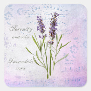Painted Lavandula Vera Serenity and Calm Square Sticker