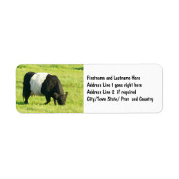 Painted Look Belted Galloway Cow in Field Label
