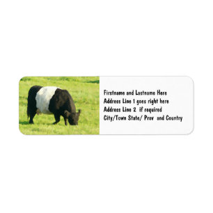 Painted Look Belted Galloway Cow in Field Label