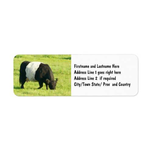 Painted Look Belted Galloway Cow in Field Label