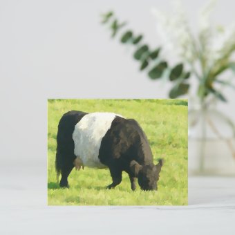 Painted Look Belted Galloway Cow in Field Postcard | Zazzle