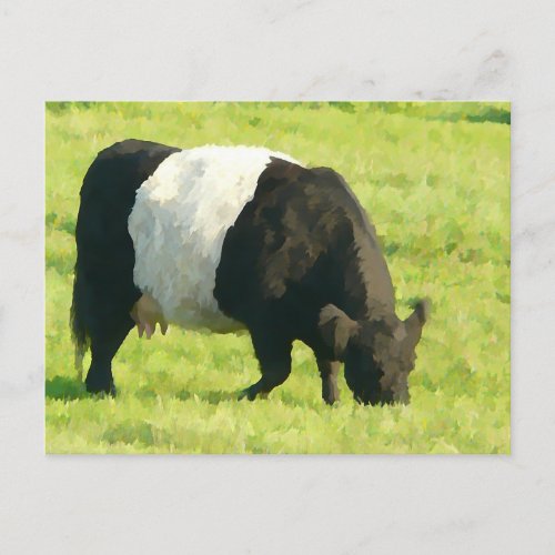 Painted Look Belted Galloway Cow in Field Postcard