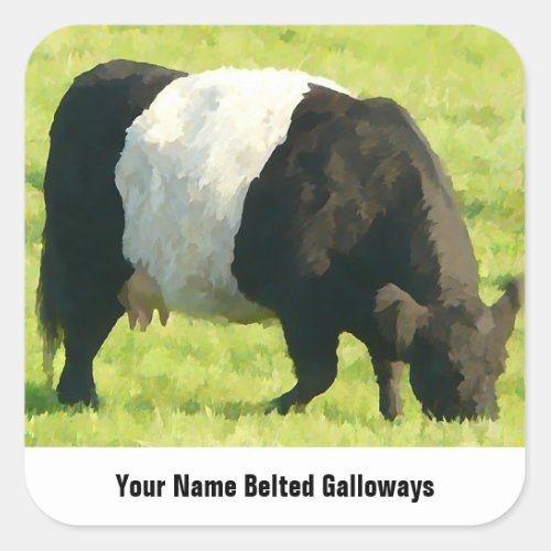 Painted Look Belted Galloway Cow in Field Square Sticker