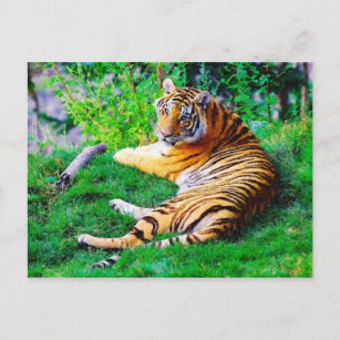 Painted Lounging Tiger in the Grass Wildlife Postcard