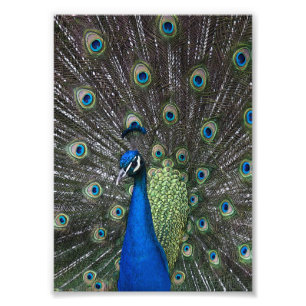 Painted Peacock Print